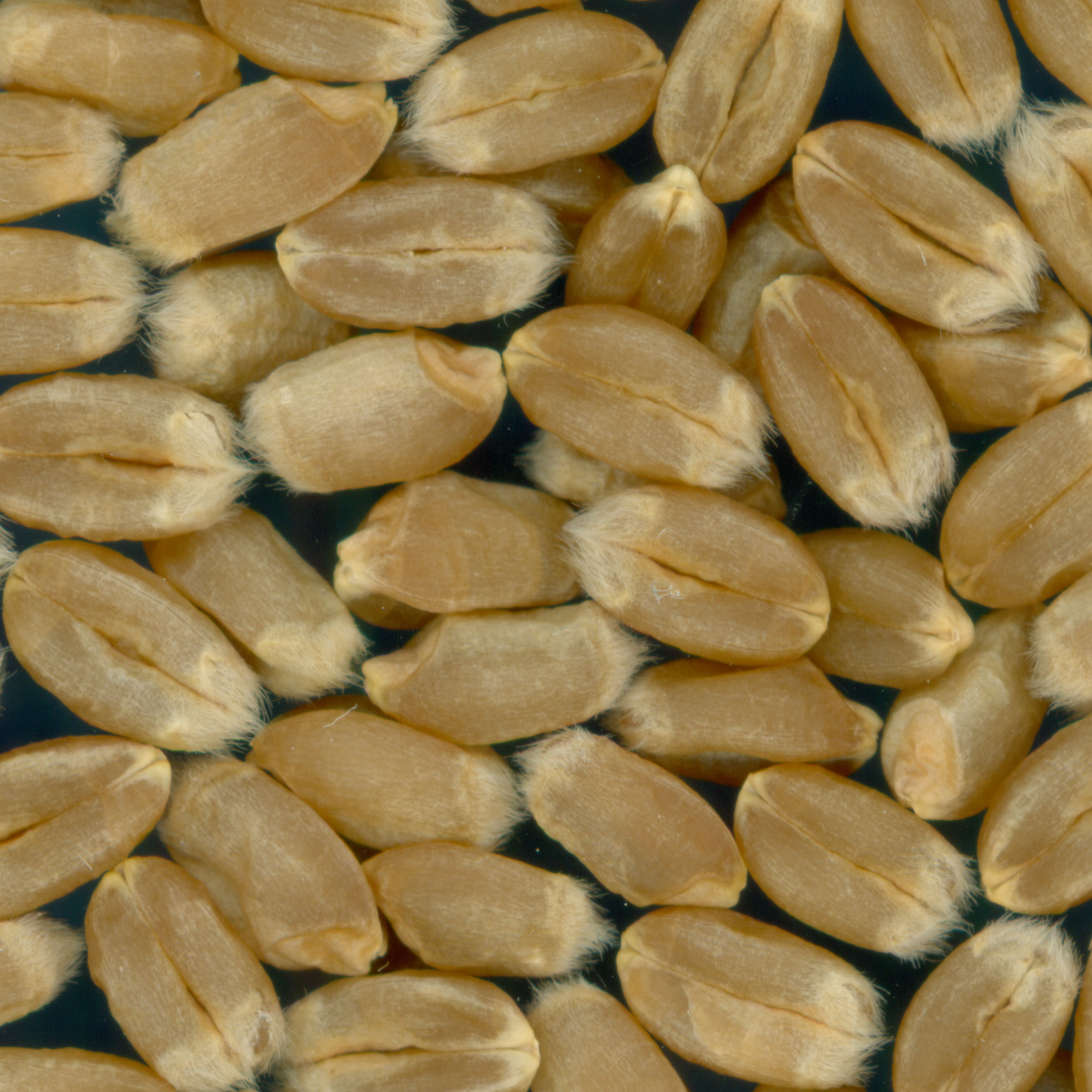 KERNELS